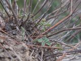 Hedysarum tauricum. Основания засохших генеративных побегов и развивающиеся молодые листья. Краснодарский край, м/о Анапа, окр. пос. Супсех, приморский обрывисто-осыпной склон. 14.02.2015.