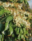 Pieris japonica