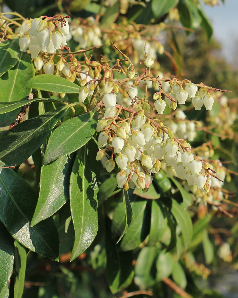 Image of Pieris japonica specimen.
