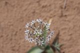 Allium subscabrum