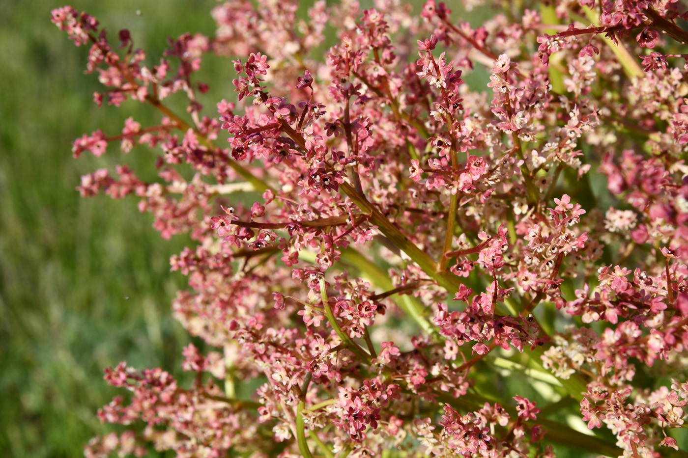 Image of Rheum tataricum specimen.