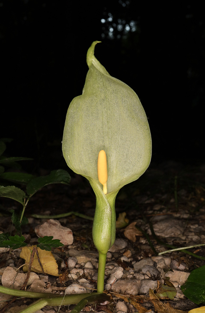 Image of Arum italicum ssp. albispathum specimen.