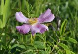 Rosa davurica