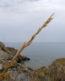 семейство Poaceae. Соплодие. Крым, Керченский п-ов, Приазовье, берег Азовского моря, на каменной глыбе. 25.06.2018.