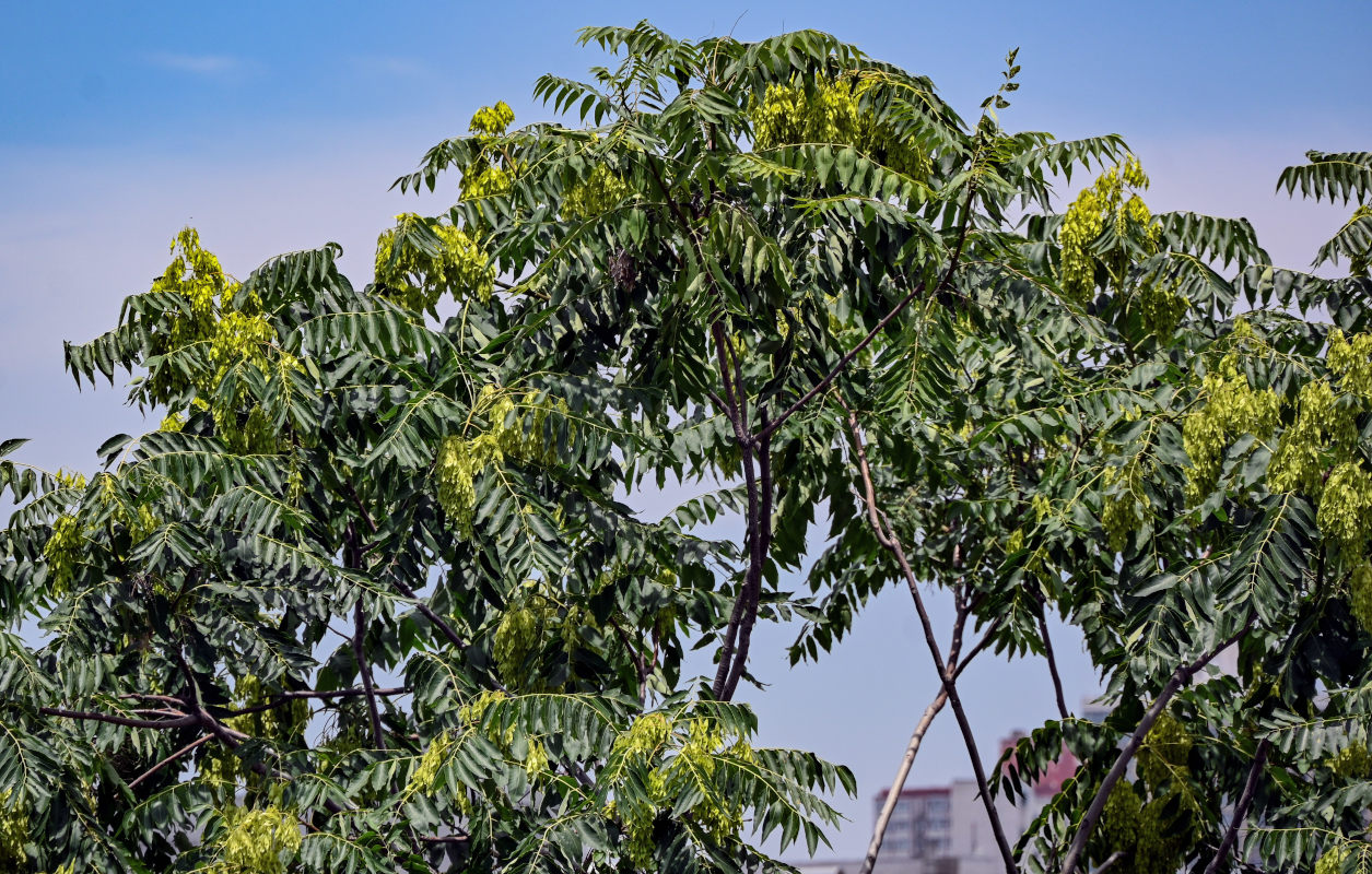 Image of Ailanthus altissima specimen.