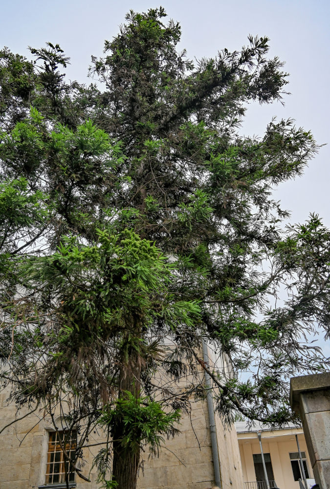 Image of Cryptomeria japonica specimen.
