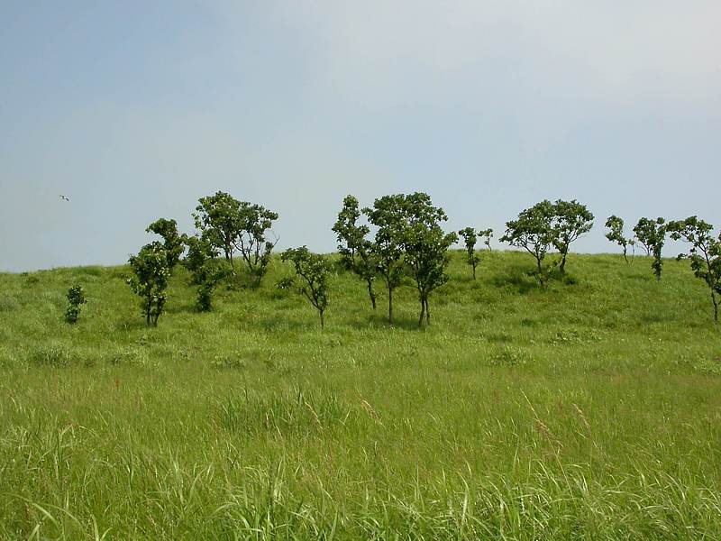 Изображение особи Quercus mongolica.