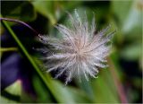 Clematis × jackmanii
