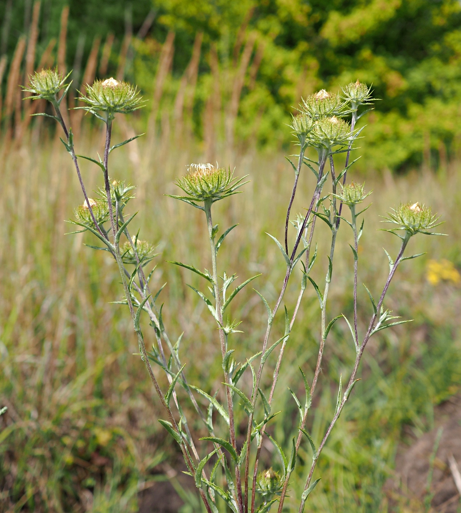 Изображение особи Carlina biebersteinii.
