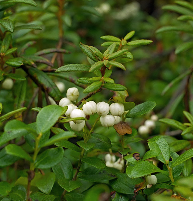 Изображение особи Gaultheria miqueliana.