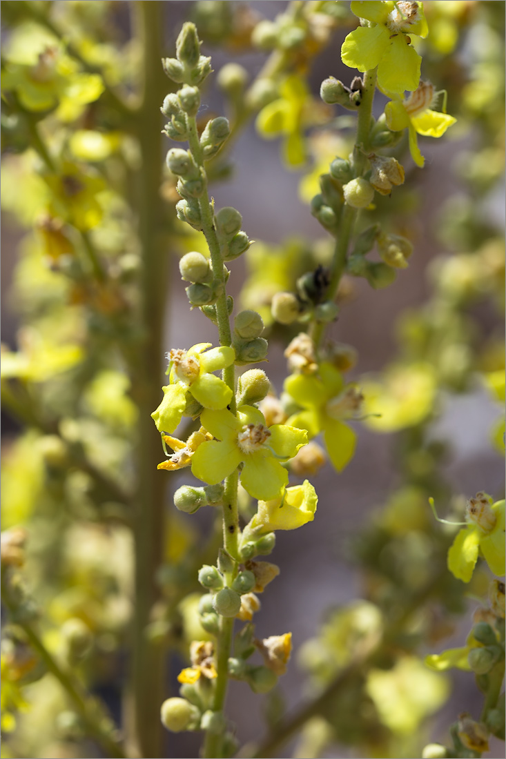 Изображение особи род Verbascum.