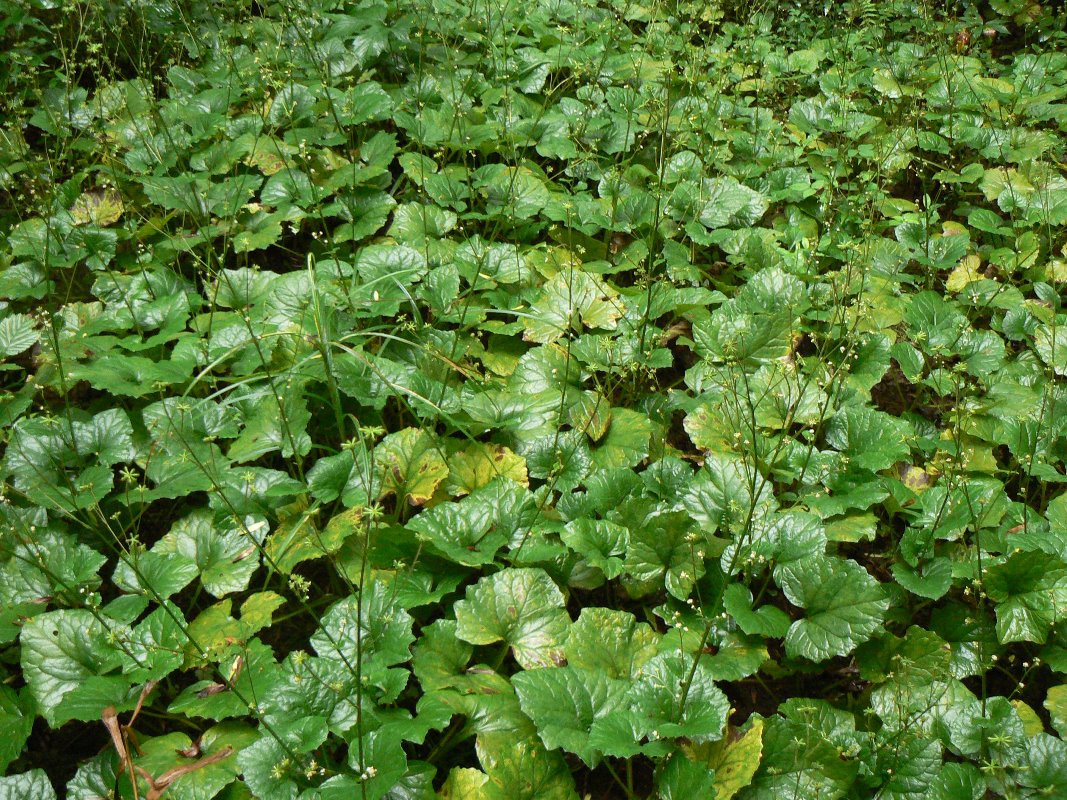 Image of Adenocaulon adhaerescens specimen.