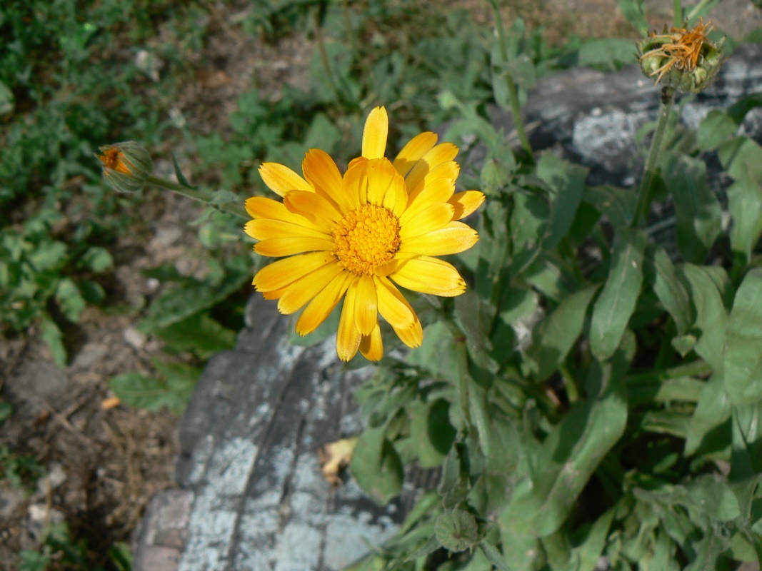 Image of Calendula officinalis specimen.