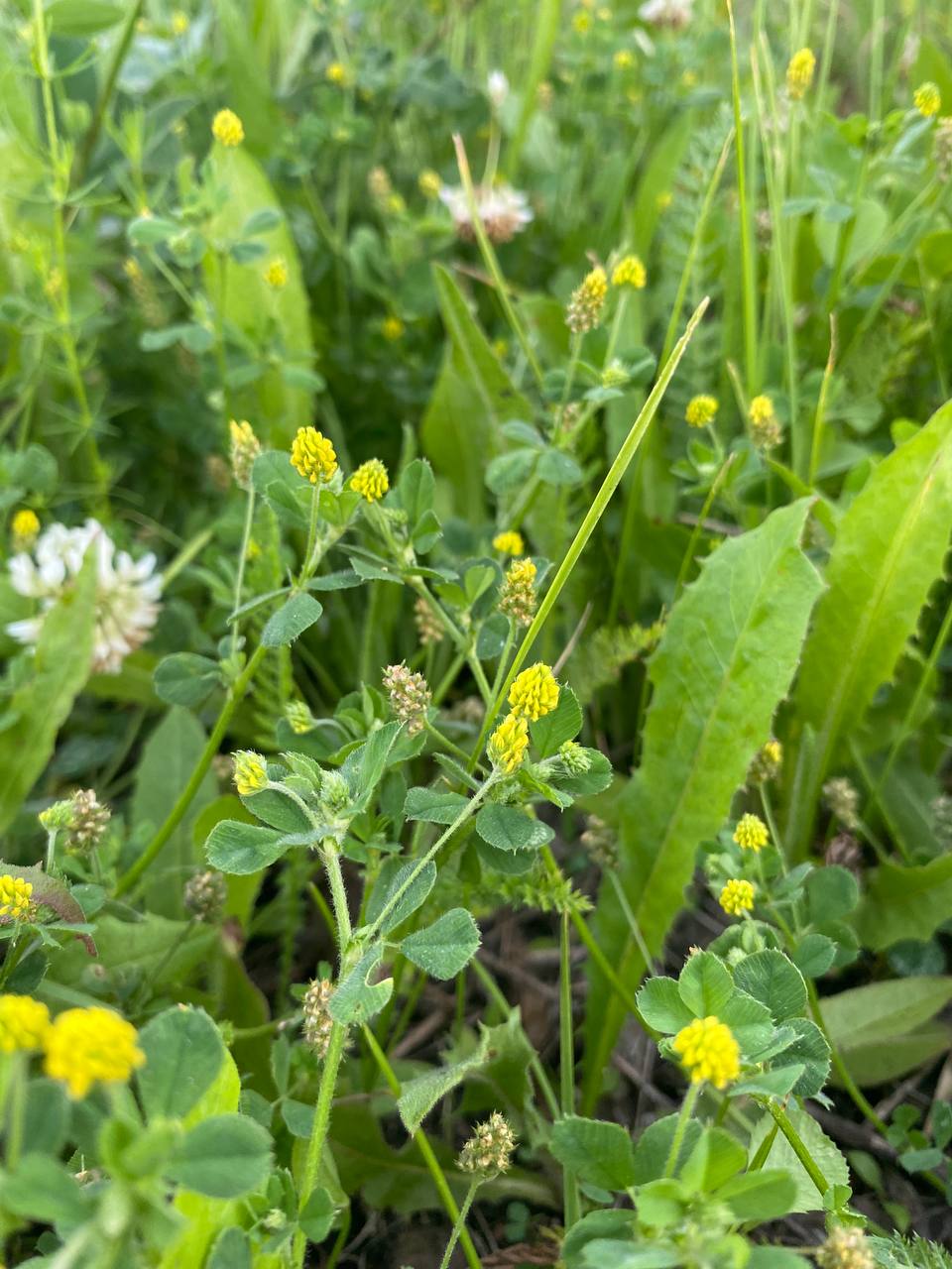 Изображение особи Medicago lupulina.