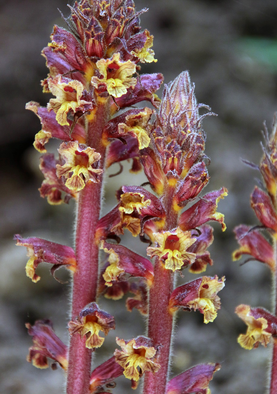 Image of Orobanche laxissima specimen.