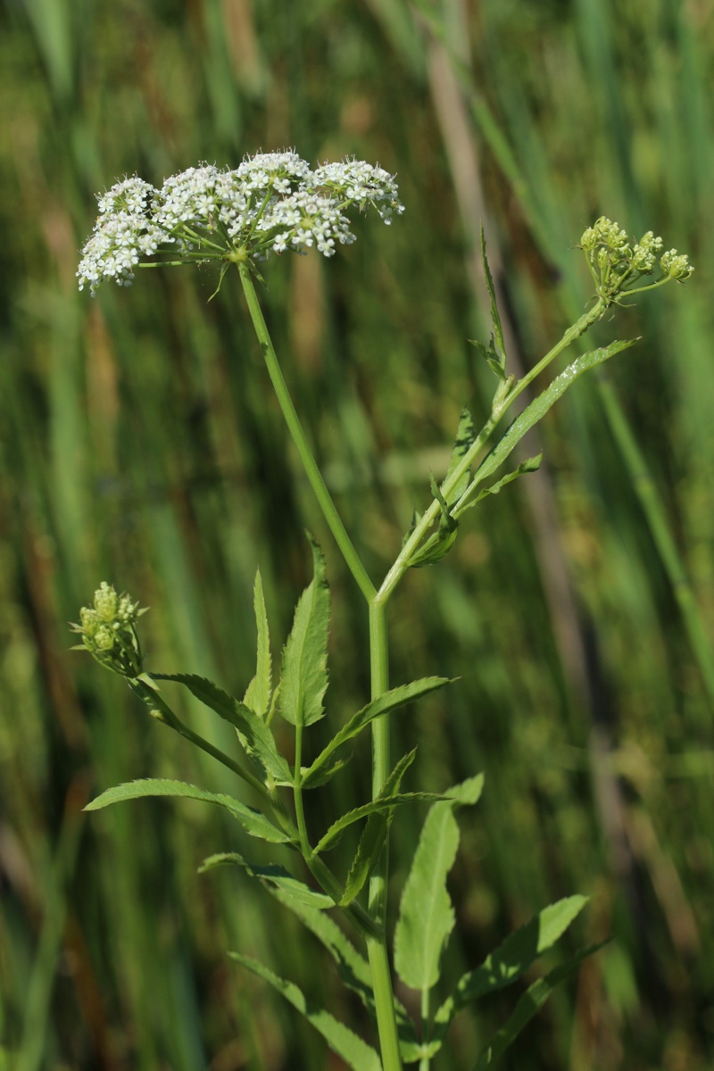 Image of Sium latifolium specimen.