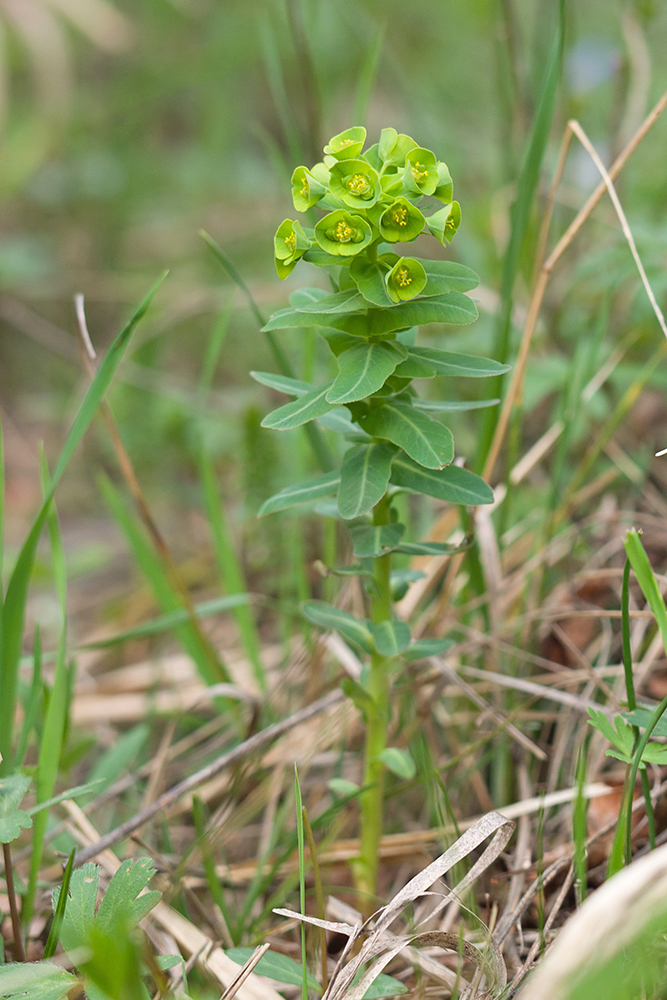 Изображение особи Euphorbia condylocarpa.