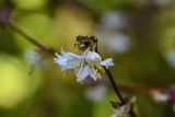 Lonicera fragrantissima
