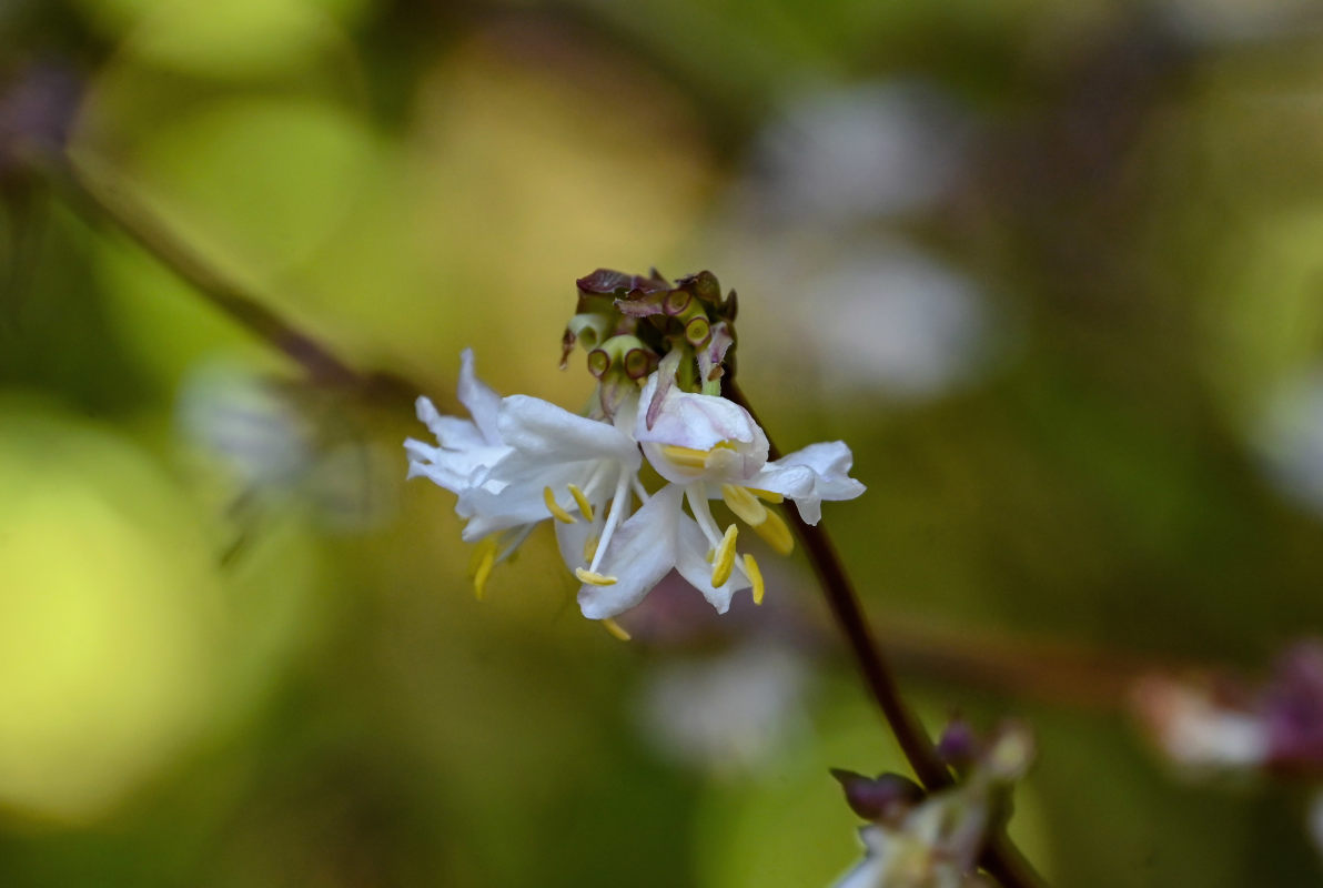 Image of Lonicera fragrantissima specimen.
