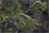 Salix triandra. Часть ветви с мужскими соцветиями и листьями. Московская обл., Раменский р-н, окр. дер. Хрипань, садовый участок. 20.05.2025.