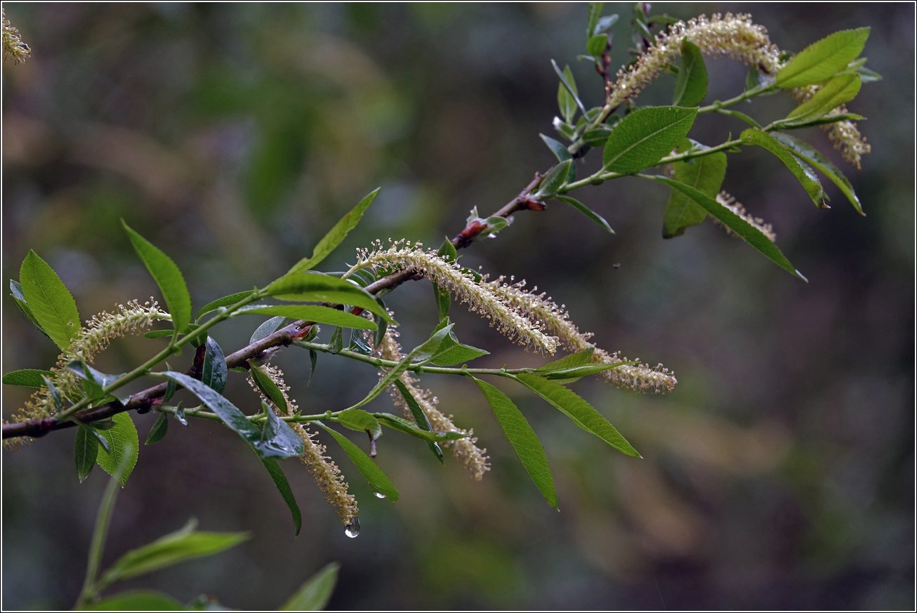 Image of Salix triandra specimen.