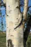 Betula pendula. Часть ствола с основанием скелетной ветви. Псковская обл., Гдовский р-н, окр. дер. Самолва, мемориальный комплекс «Князь Александр Невский с дружиной», побережье Чудского озера, выкашиваемый луг. 27.04.2025.