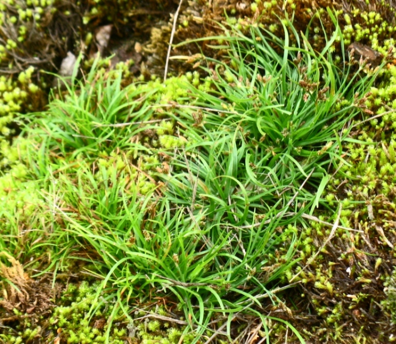 Image of Fimbristylis ochotensis specimen.