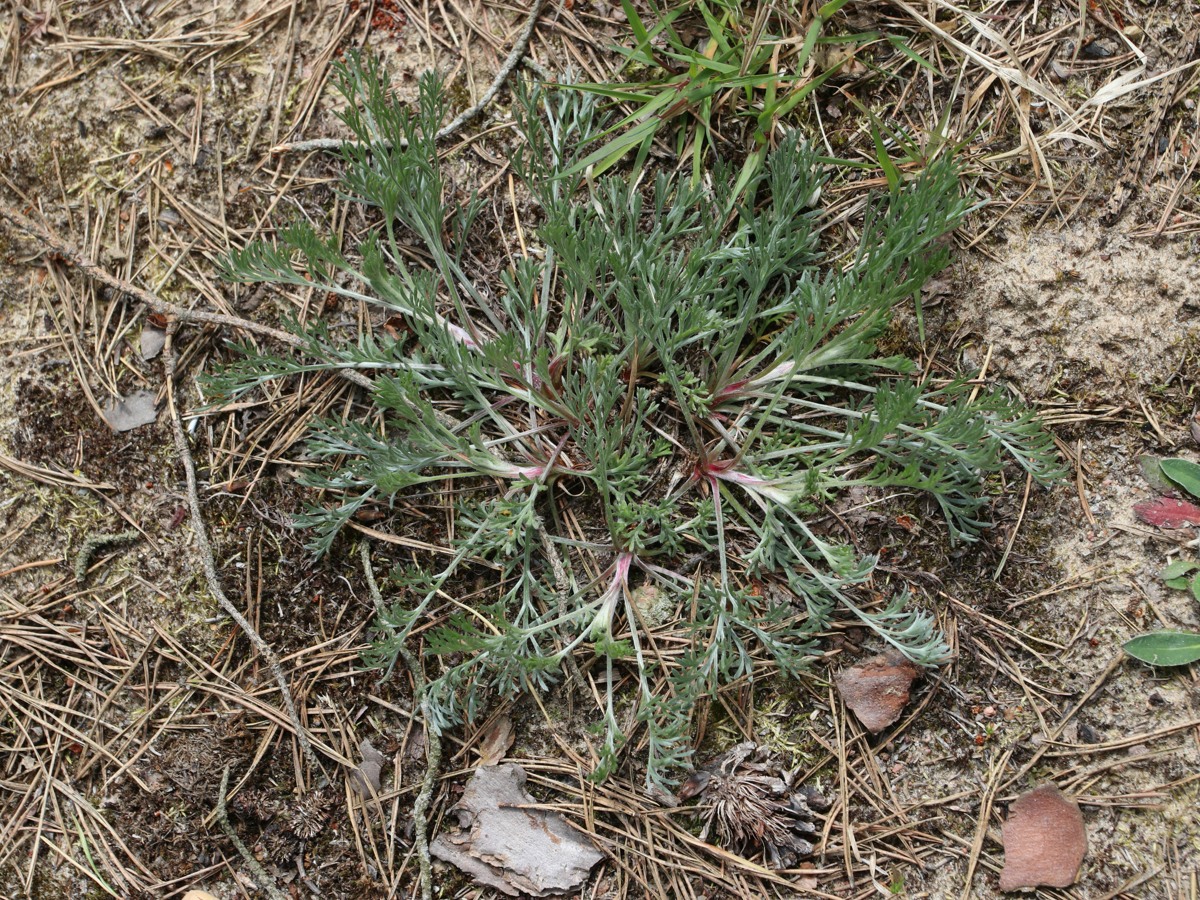 Изображение особи Artemisia campestris.