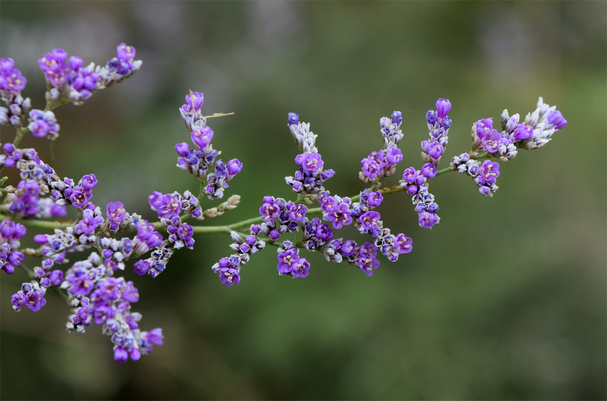 Image of Limonium otolepis specimen.