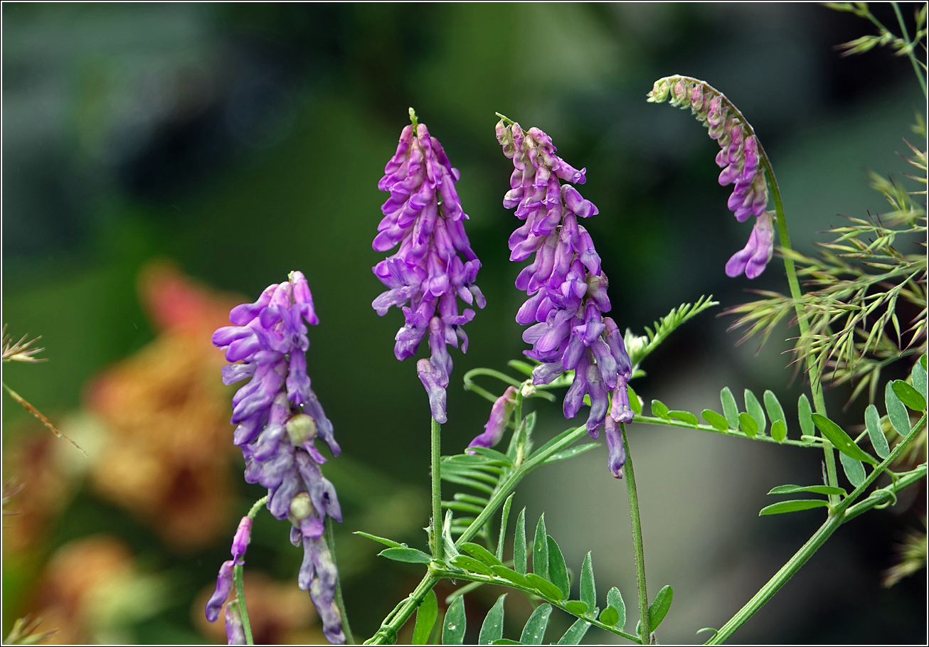 Image of Vicia cracca specimen.