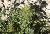 unknown species. Верхушка растения с развивающимся соцветием. Турция, ил Агры, г. Догубаязит, скала, возвышающаяся на северо-востоке от дворца Исхак-паши, юго-западный склон, выс. 1800 м н.у.м, горная степь. 20 мая 2025 г.