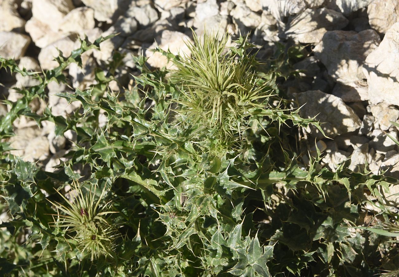 Image of genus Carduus specimen.
