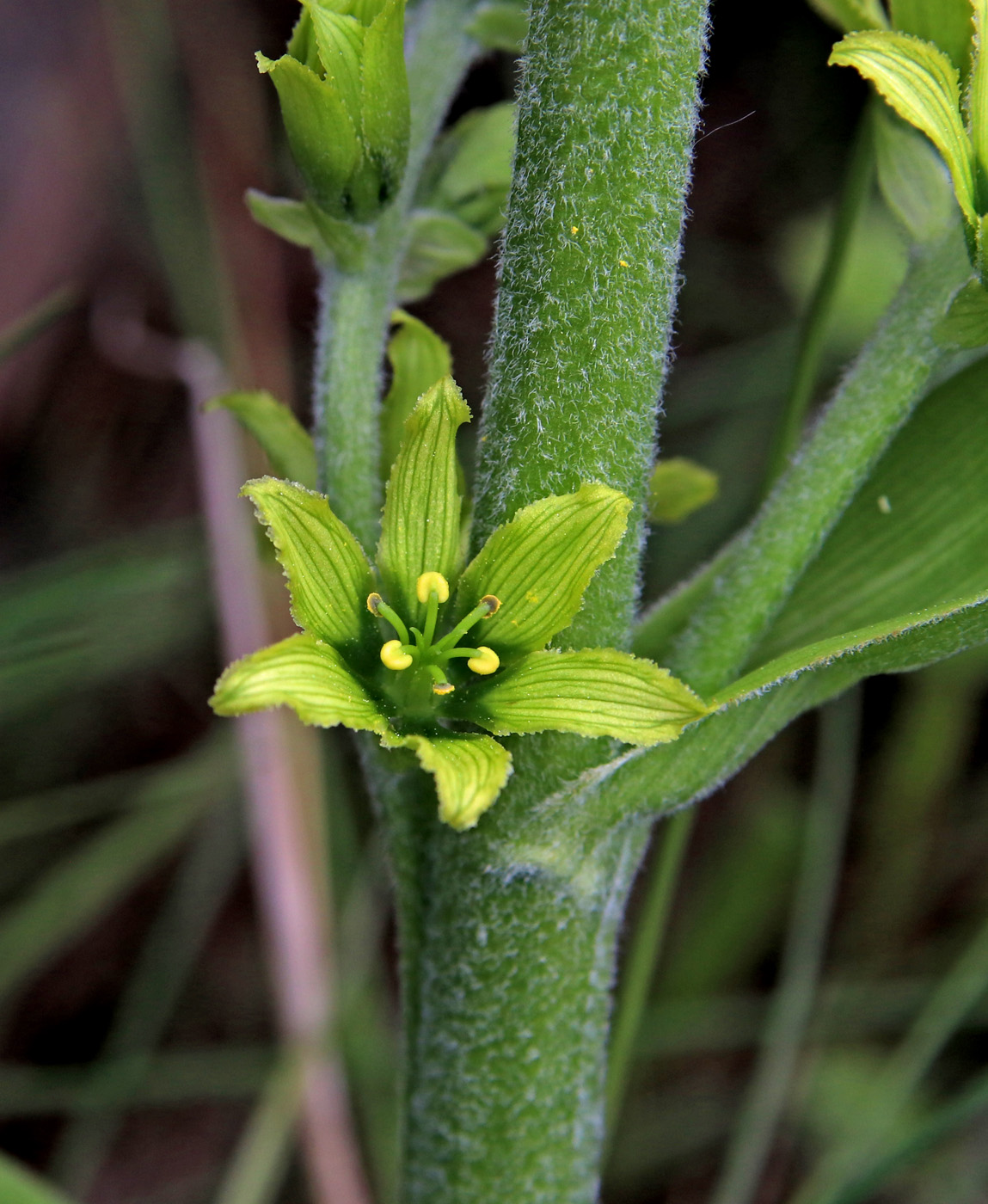 Image of Veratrum lobelianum specimen.