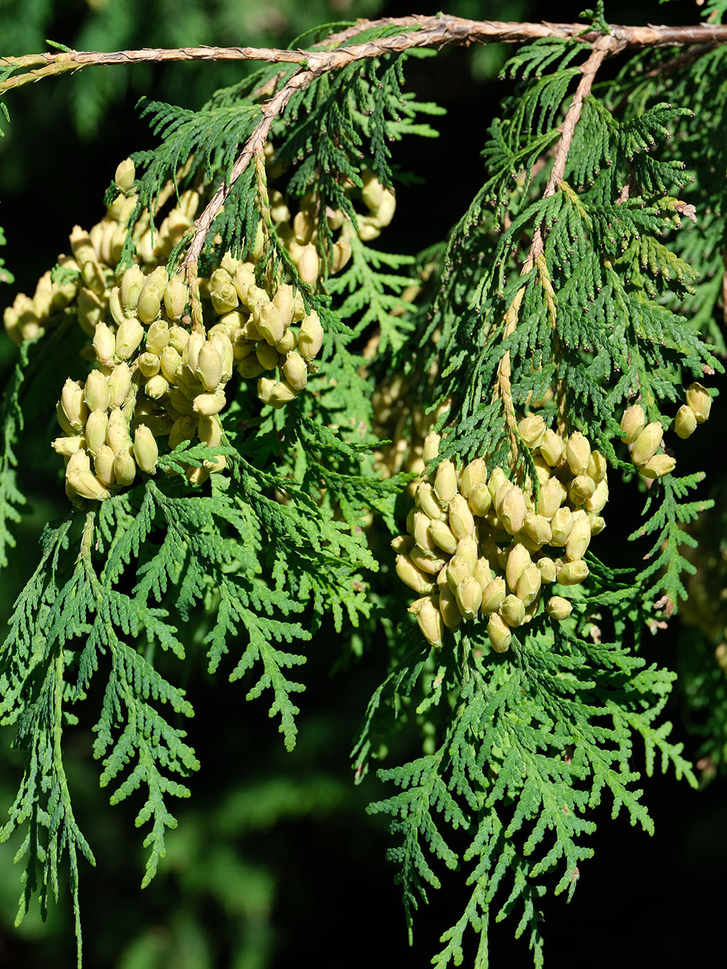 Изображение особи Platycladus orientalis.