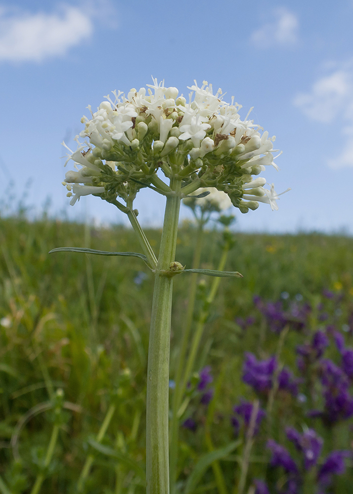 Image of Valeriana alpestris specimen.