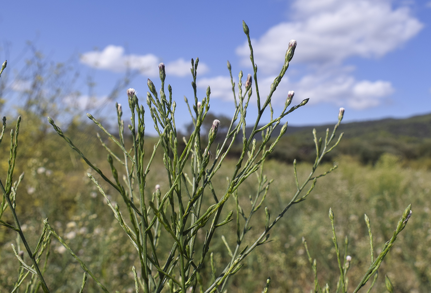 Изображение особи Symphyotrichum subulatum var. squamatum.