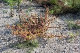 Oxybasis glauca