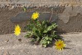 Taraxacum hybernum
