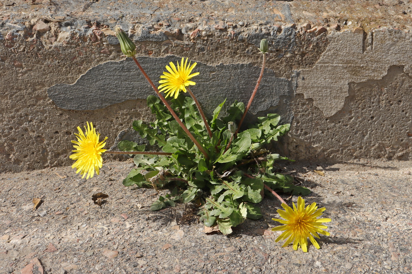 Image of Taraxacum hybernum specimen.