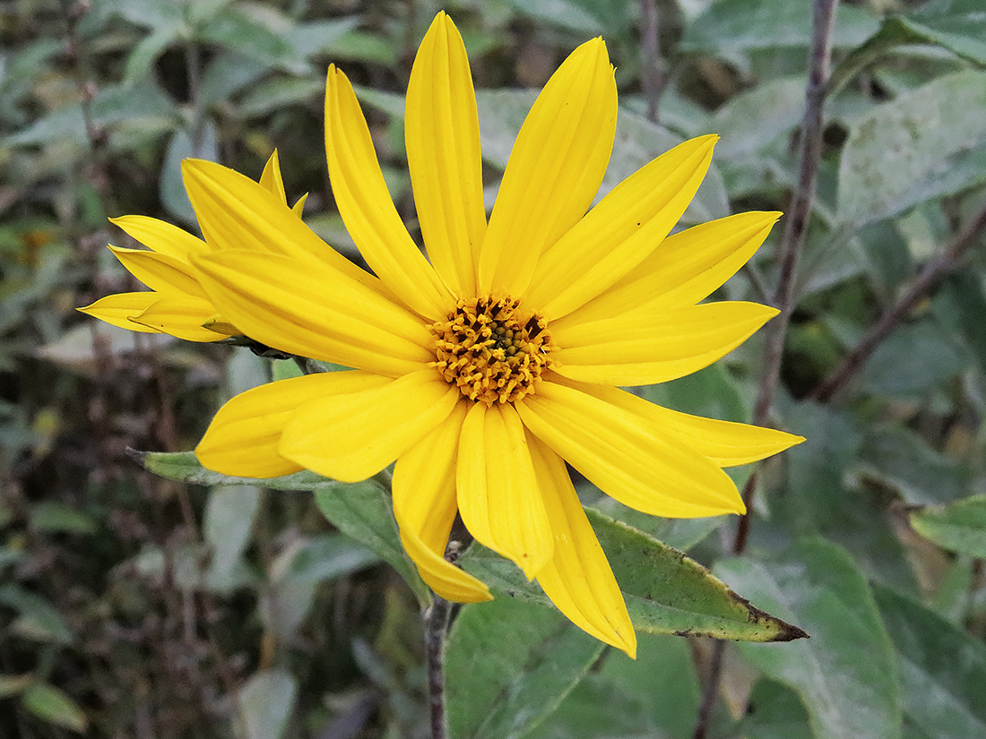 Изображение особи Helianthus tuberosus.