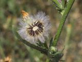 Picris hieracioides. Часть побега с соплодием. Жирона, комарка Баш Эмпорда, муниципалитет Калонже, дубово-сосновый лес, обочина просёлочной дороги. 03.08.2025.