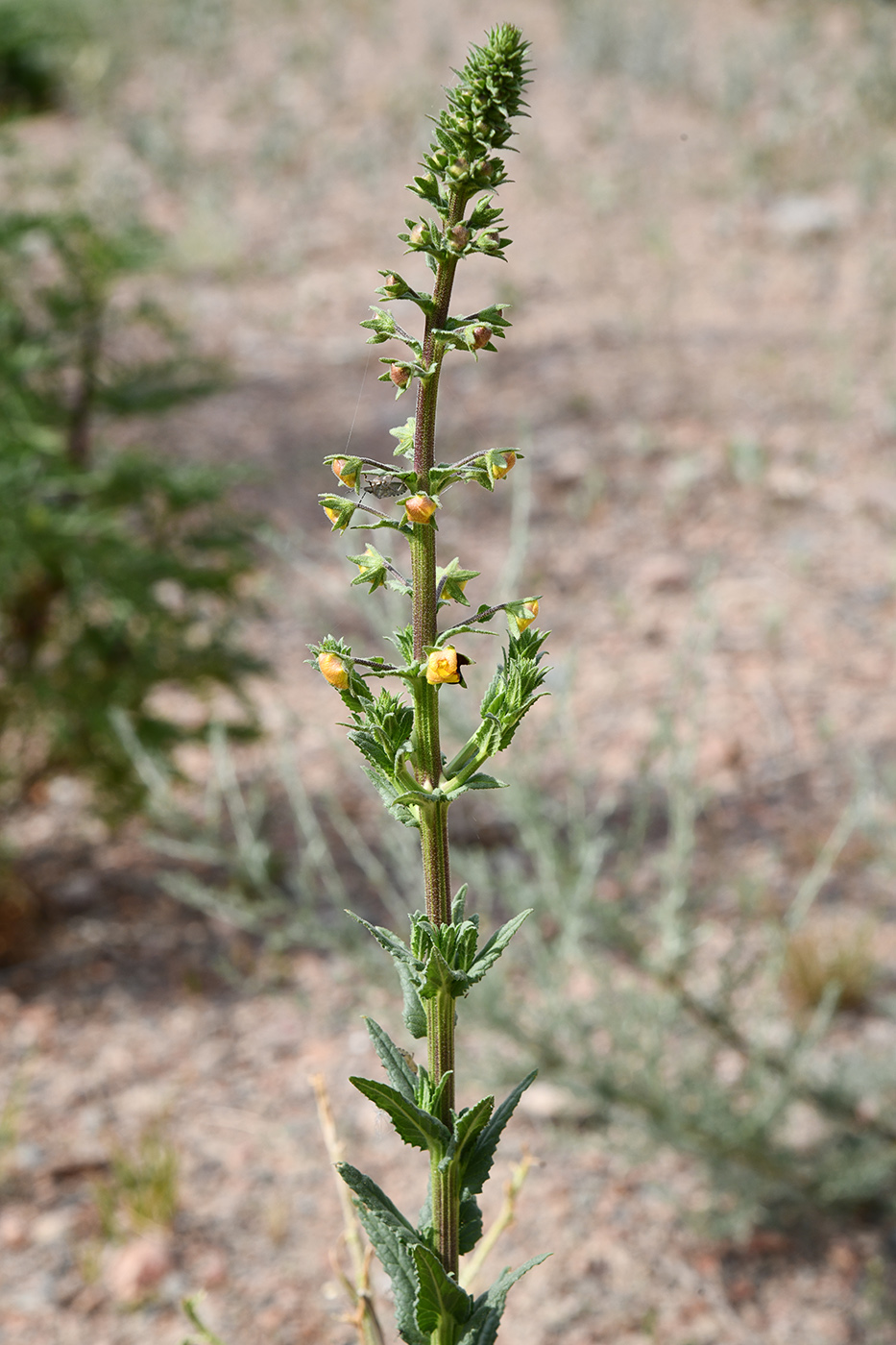 Изображение особи Verbascum blattaria.