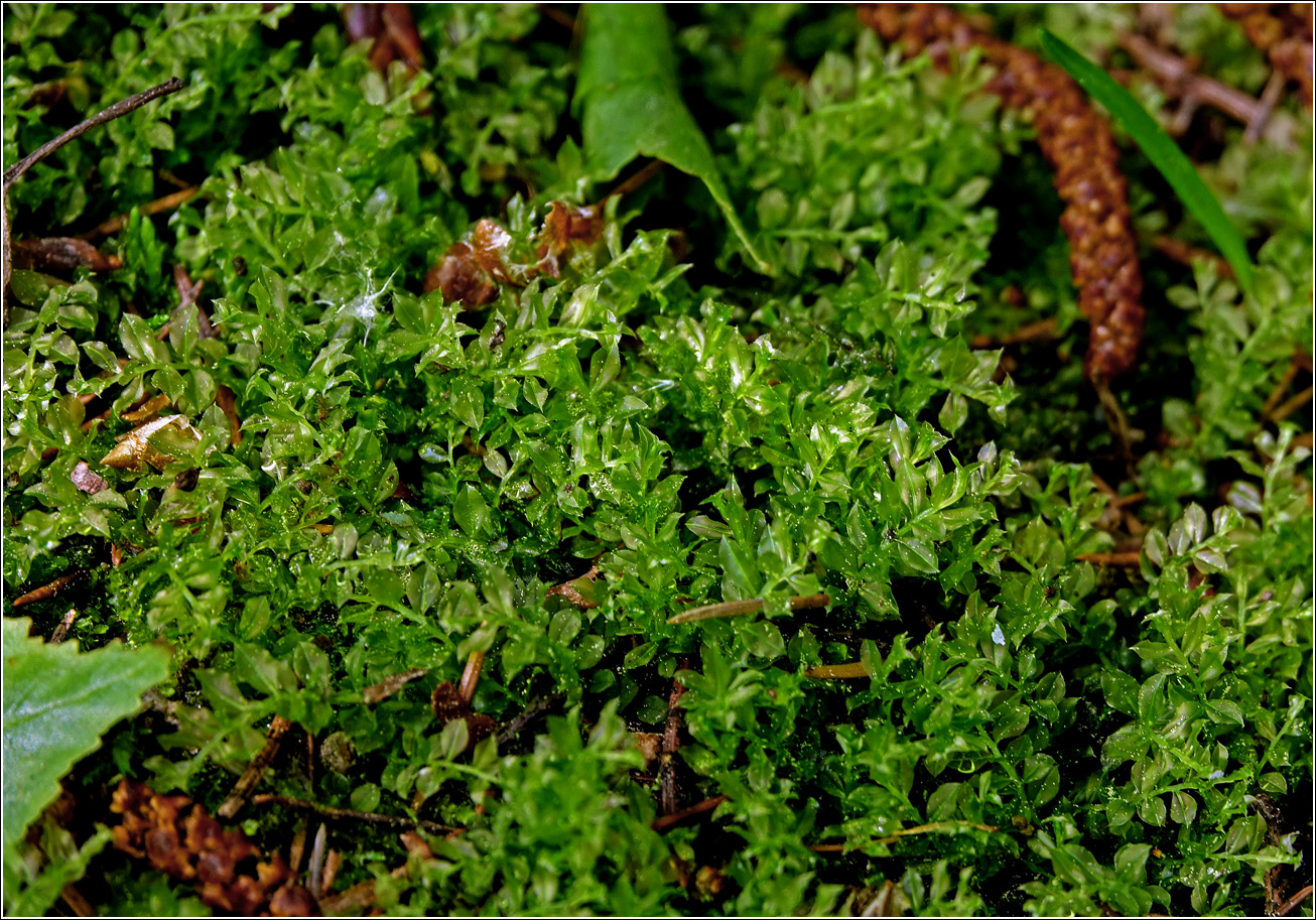 Изображение особи Неопознанный вид.