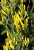 Genista tinctoria. Часть цветущего растения. Белгородская обл., Ракитянский р-н, окр. с. Чистополье; дол. р. Ивенка, балка Широкий Яр, сухая подошва левого отвершка. 16 июня 2023 г.