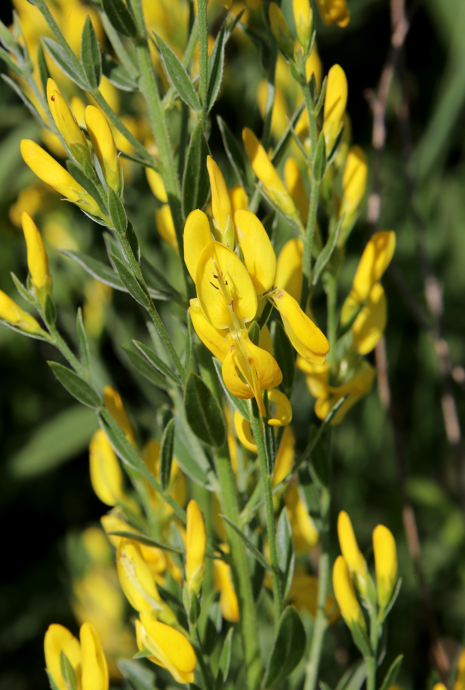 Image of Genista tinctoria specimen.