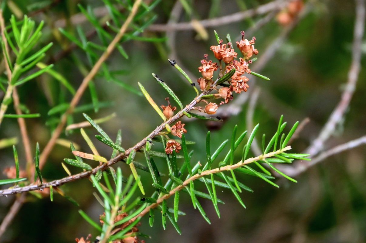 Изображение особи Erica arborea.