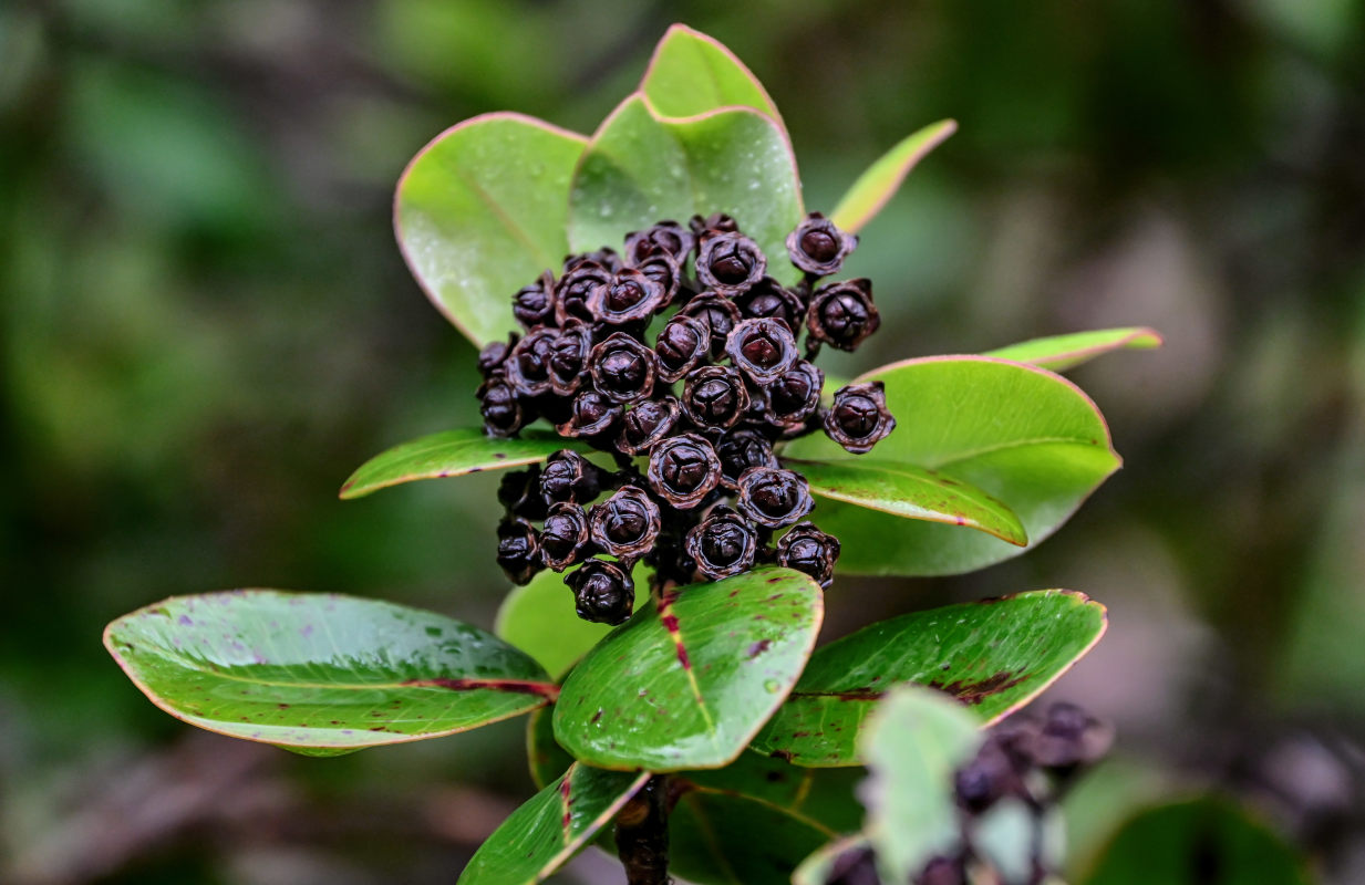Image of Metrosideros polymorpha specimen.