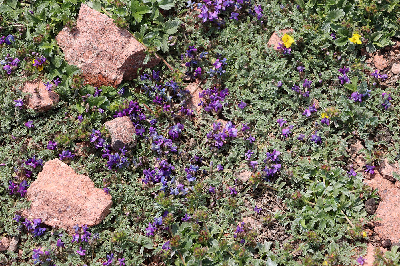 Image of Oxytropis trajectorum specimen.
