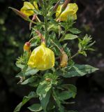 Oenothera glazioviana. Часть верхушки цветущего растения. Абхазия, Гудаутский р-н, окр. с. Лдзаа, берег водоотводного канала. 12.06.2025.