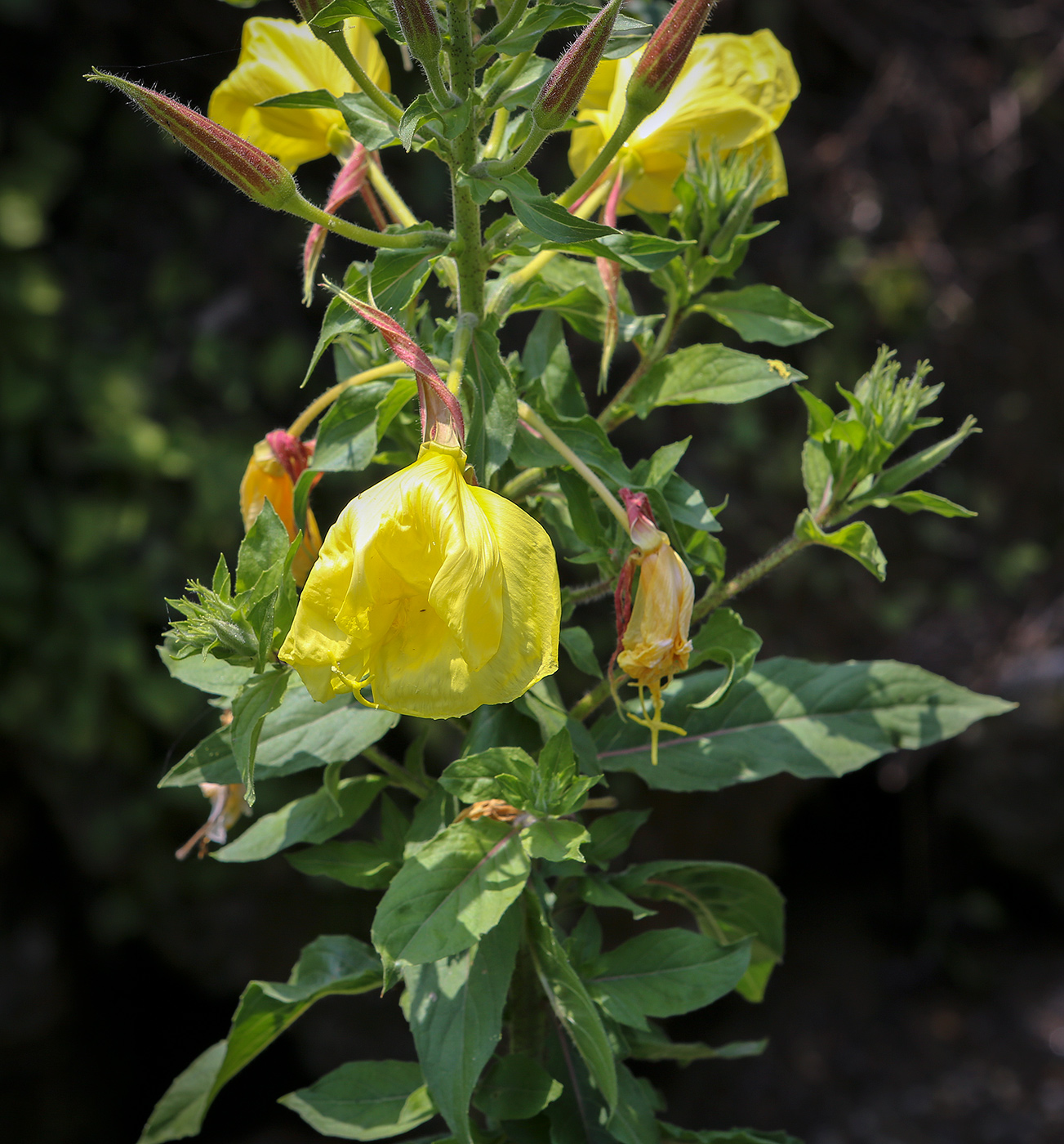 Image of Oenothera glazioviana specimen.